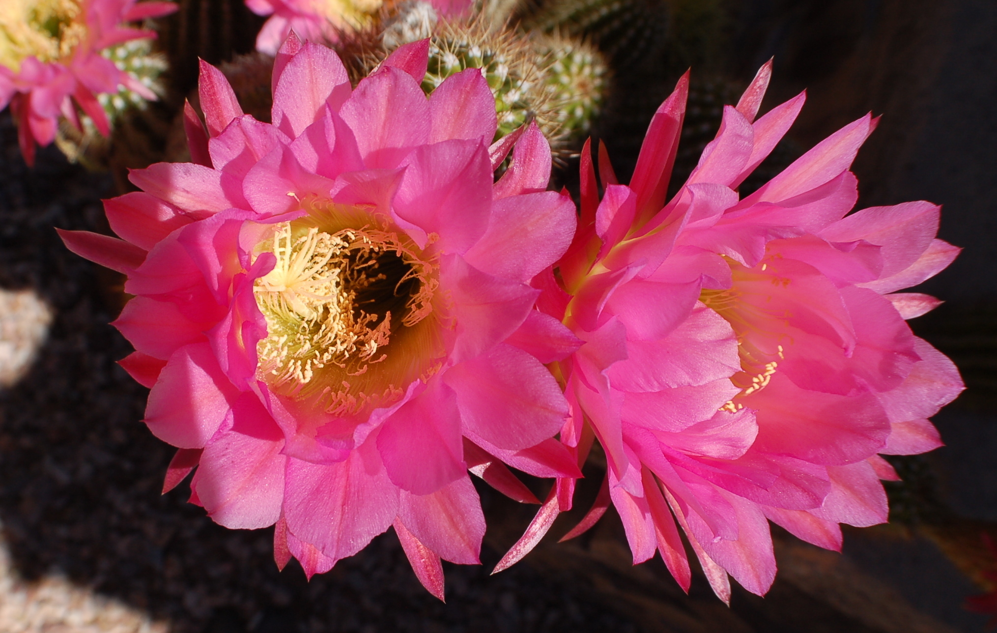 Cactus Flower 2