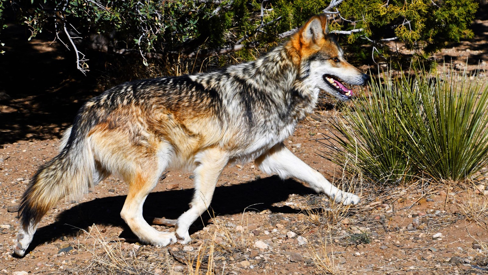 Mexican gray wolf