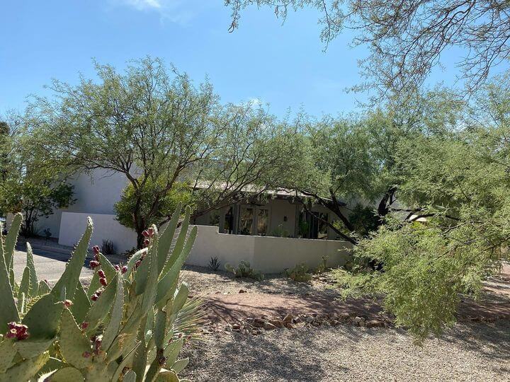 Cow's tongue prickly pear cactus