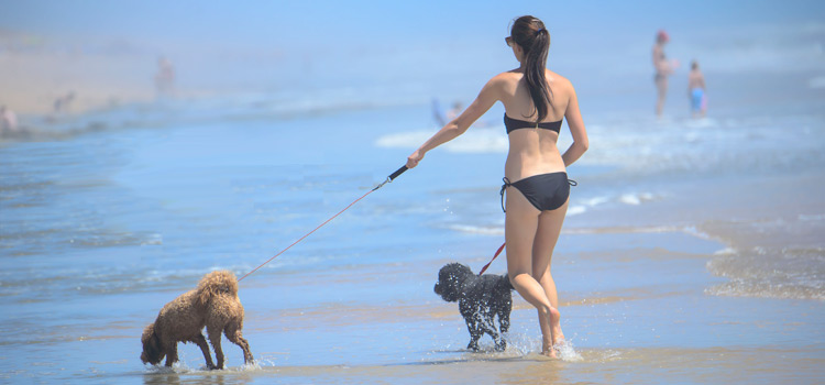 where are dogs allowed on flagler beach