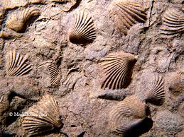 Fossils