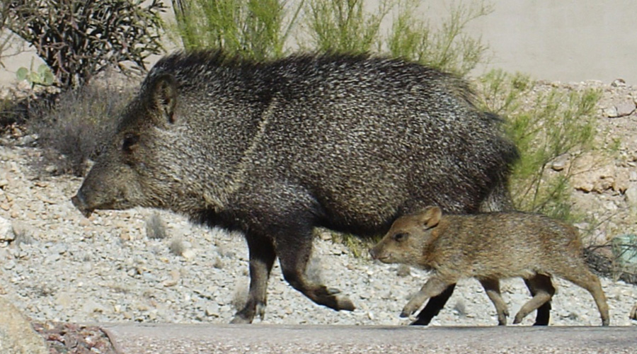 Javalina